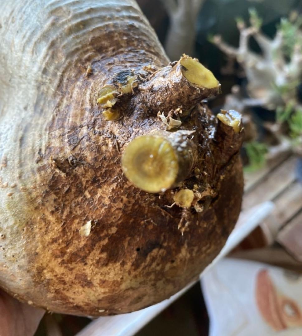 グラキリス大 重量級 現地球