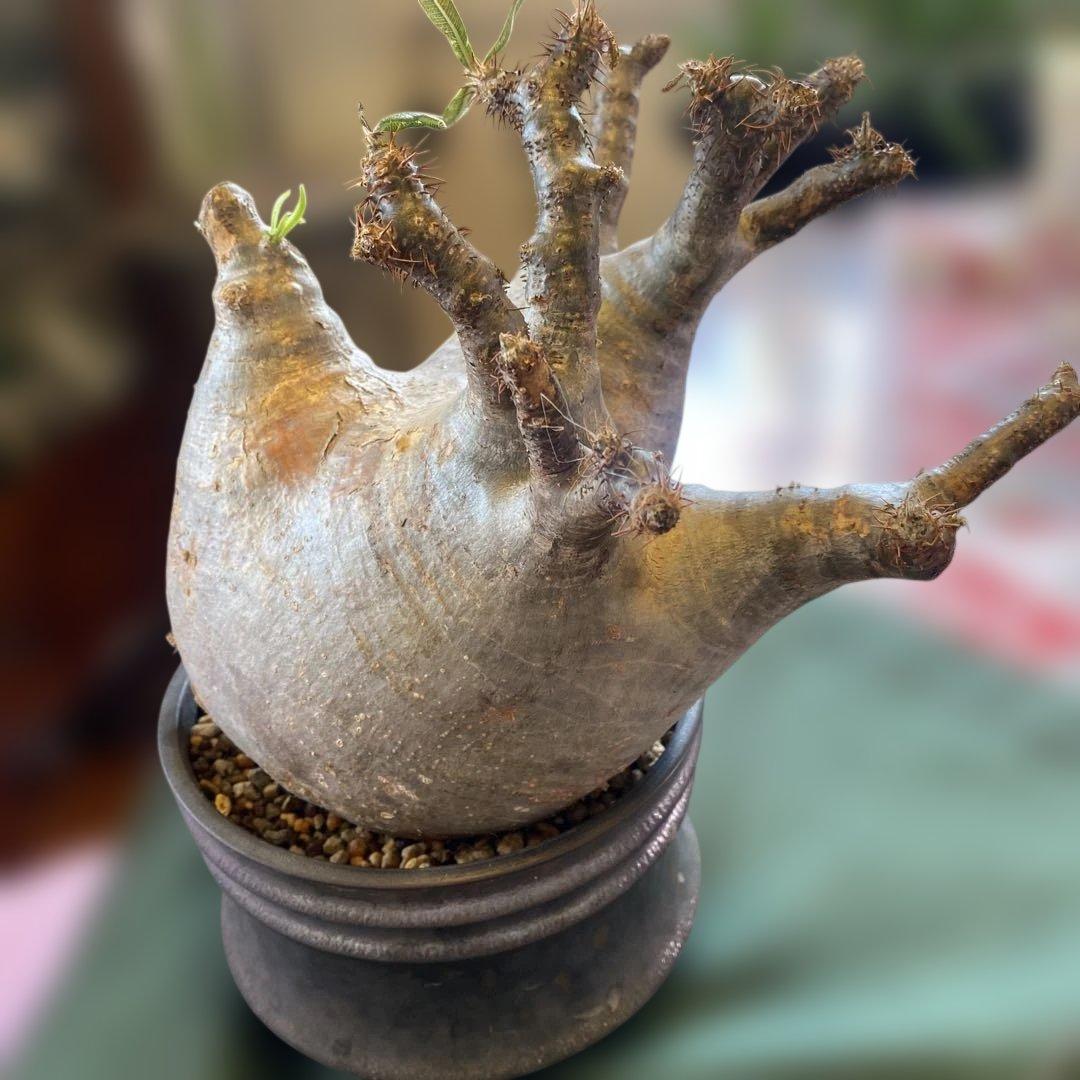 グラキリス大 重量級 現地球