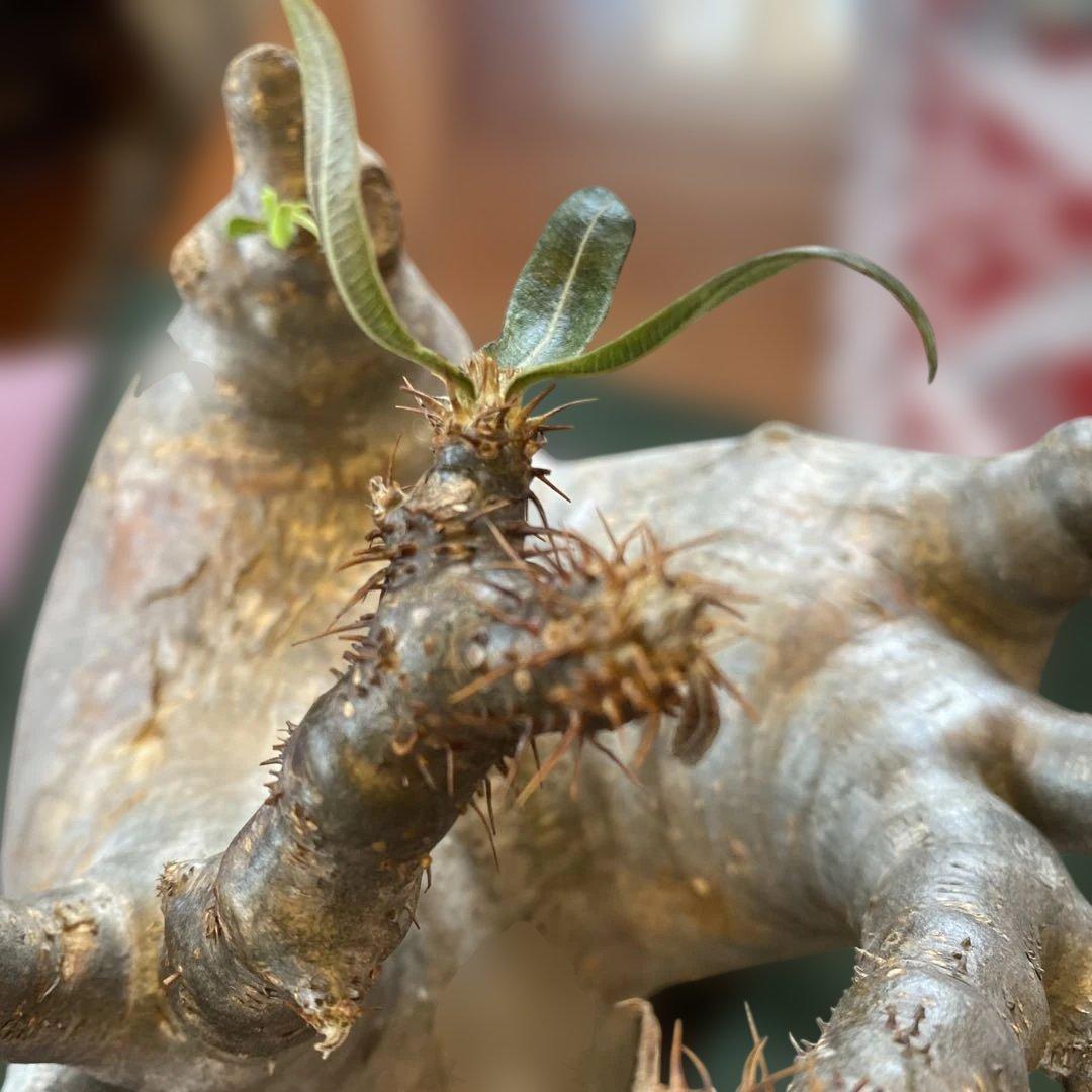 グラキリス大 重量級 現地球