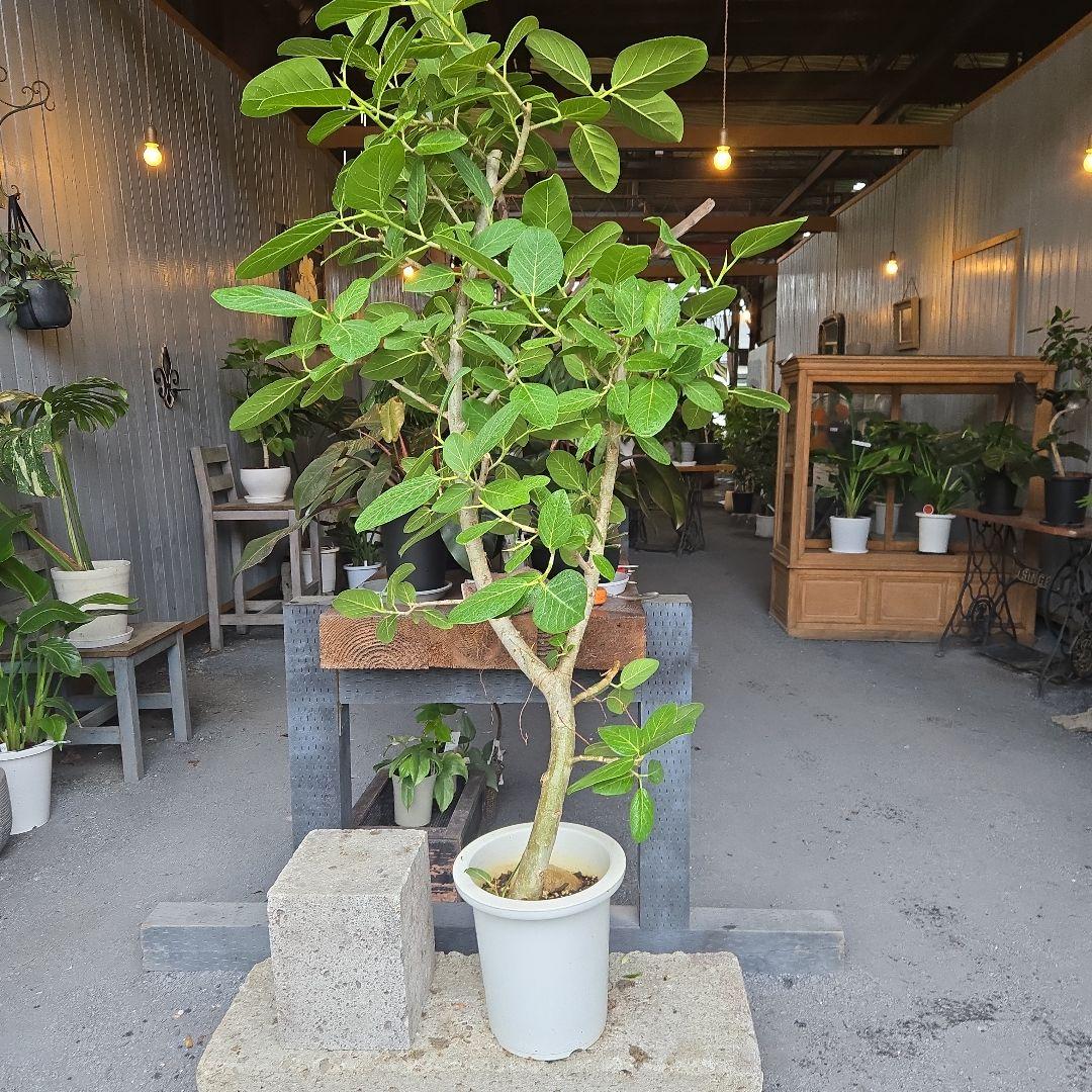 ⑤　フィカス　ベンガレンシ　10号　特大苗木最高等級極上品‼️　極太