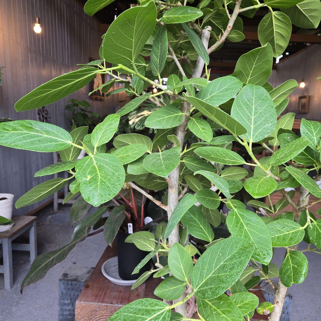 ⑤　フィカス　ベンガレンシ　10号　特大苗木最高等級極上品‼️　極太