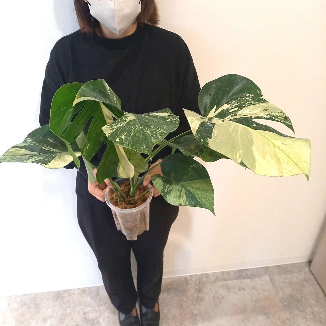 モンステラ ボルシギアナ ミント 特大