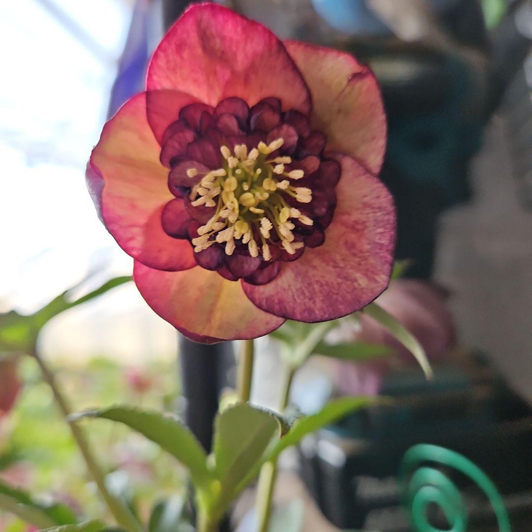 みぃ様お取り置き苗㉖-260クリスマスローズ