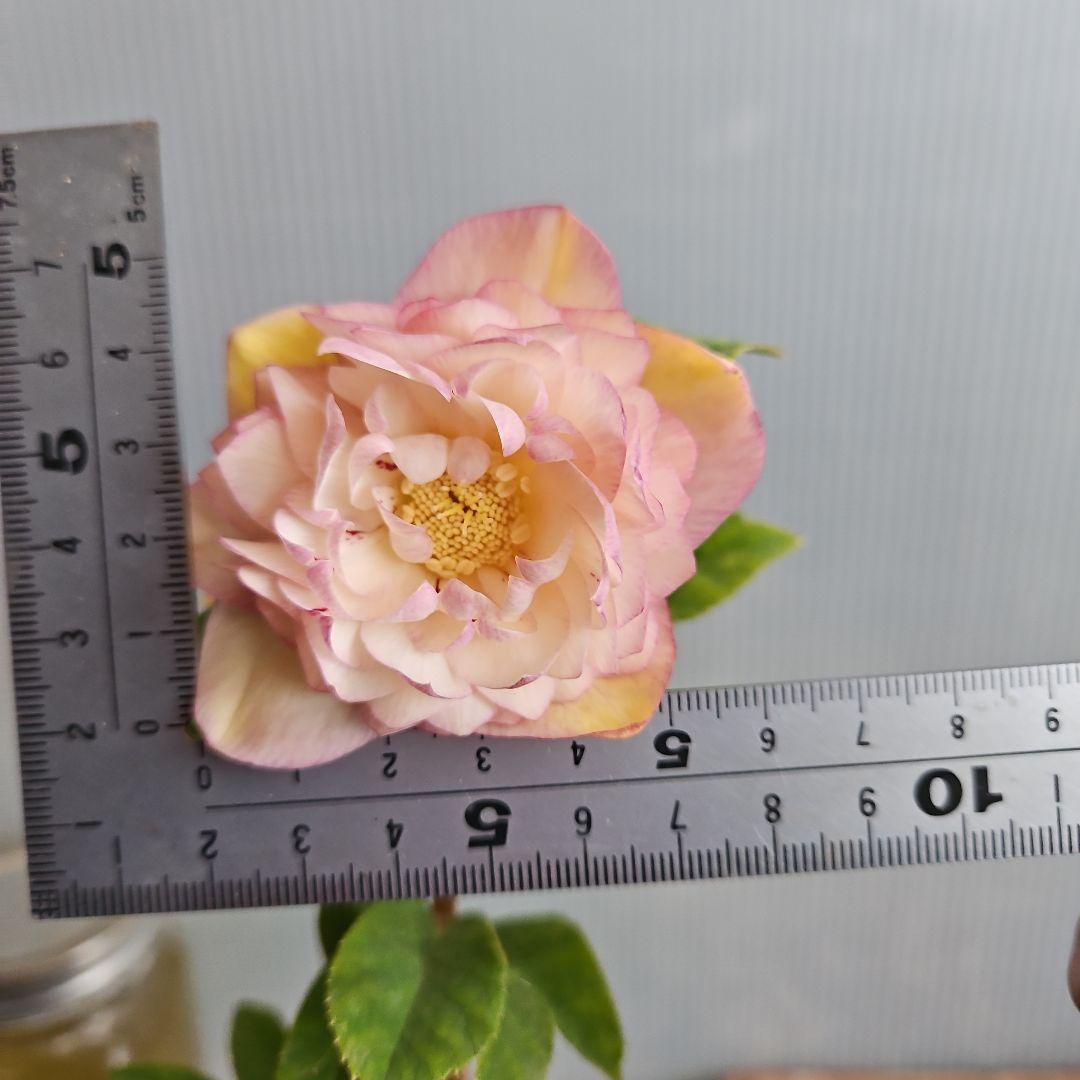 KinaRi様ご購入苗㉖-197㉖-204クリスマスローズ