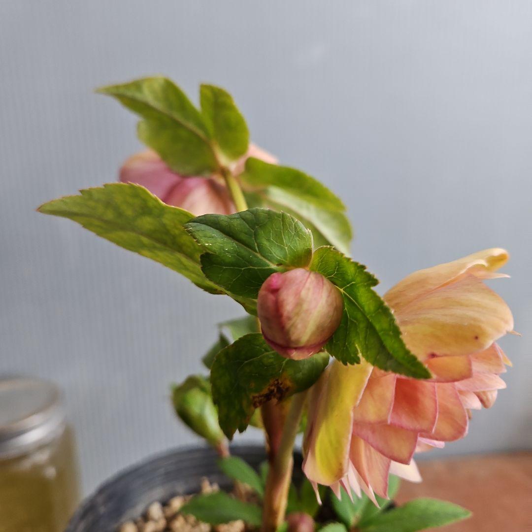 KinaRi様ご購入苗㉖-197㉖-204クリスマスローズ