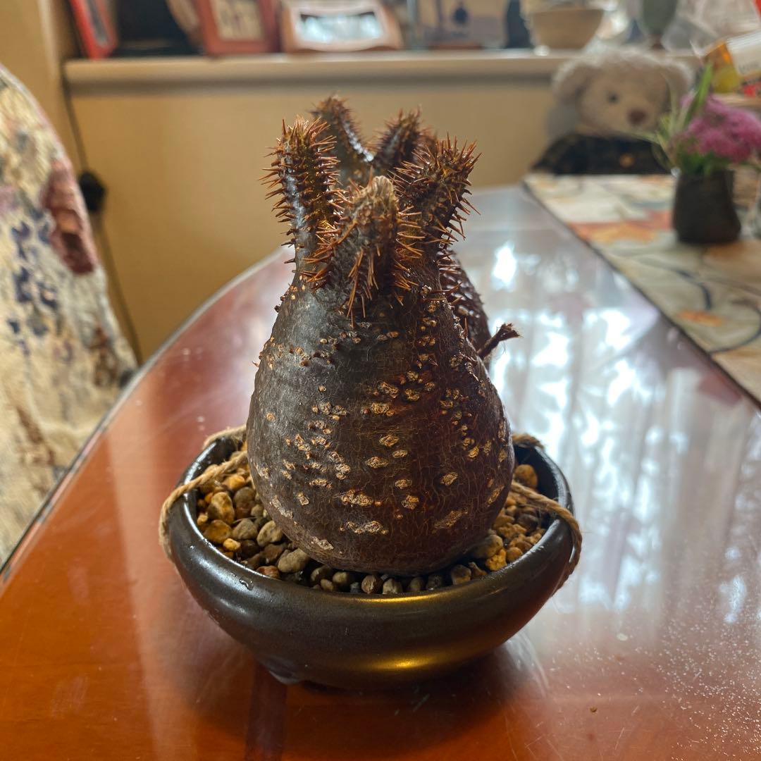 グラキリス 2頭 赤肌 良型 現地球