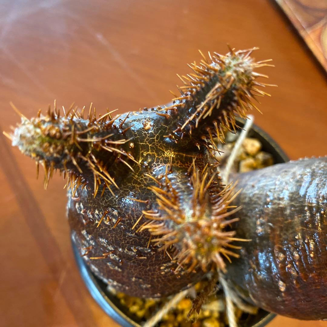 グラキリス 2頭 赤肌 良型 現地球