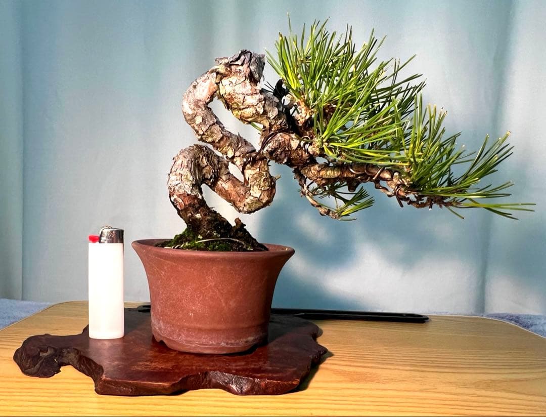 黒松　古木　変わり木