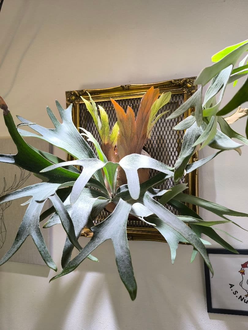 y*o様 P.Black Window