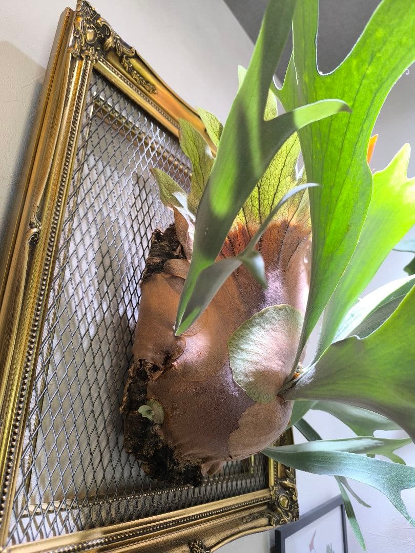 y*o様 P.Black Window