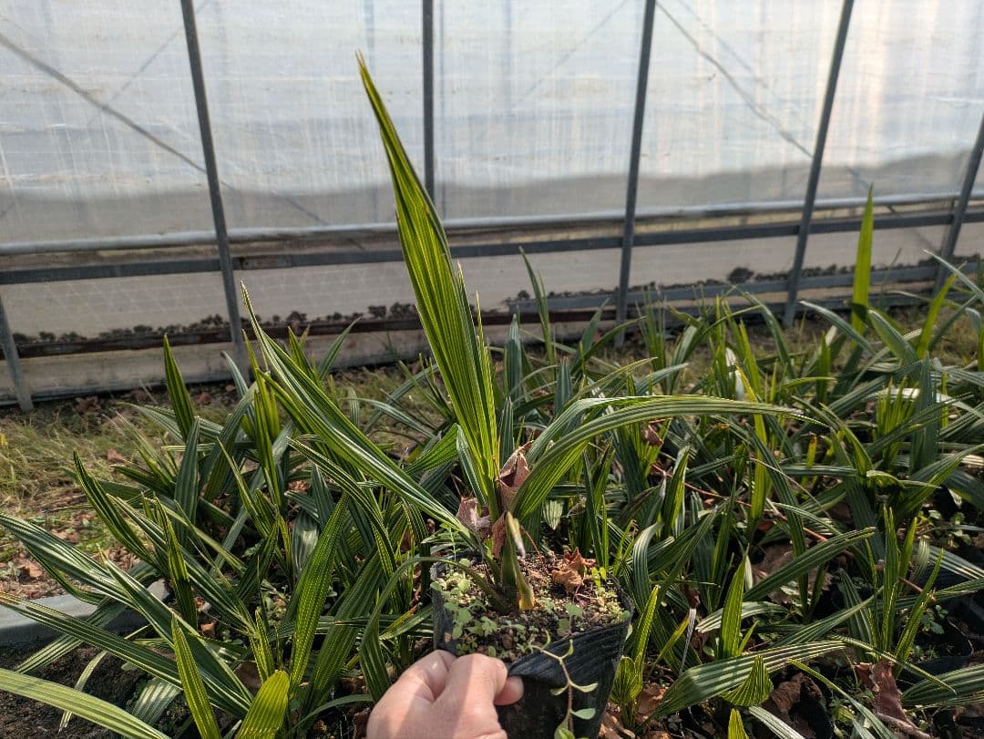 残りわずか　カナリーヤシ50株