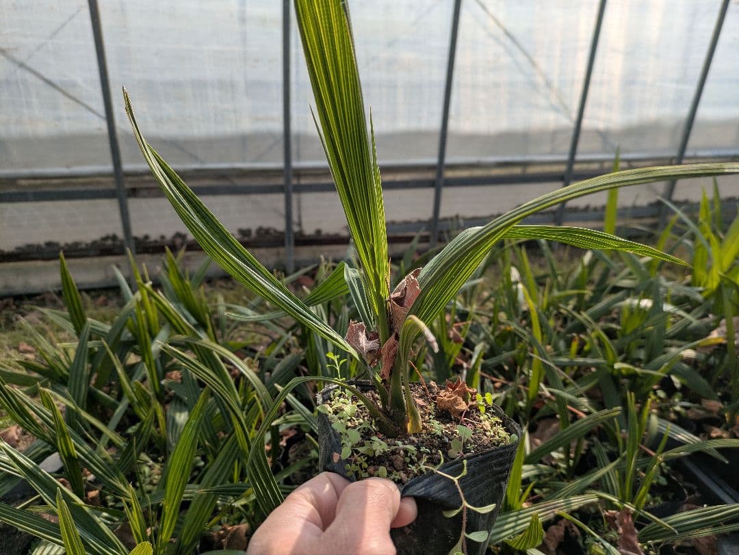 残りわずか　カナリーヤシ50株