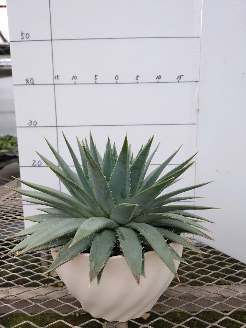 アロエポリフィラ