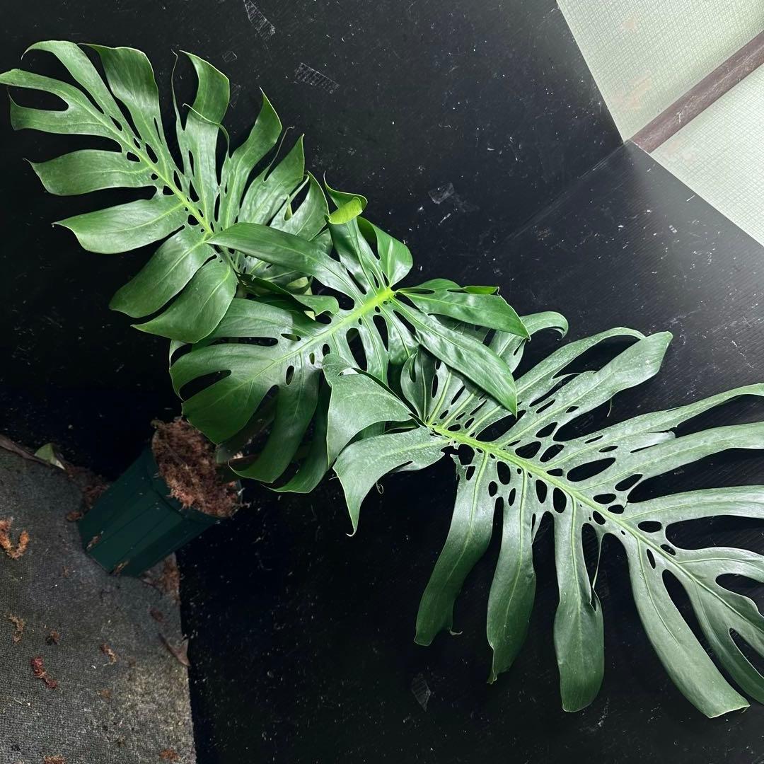 あ*さ様 モンステラデリシオーサマクロコズム超希少系統鉢植え71㎝