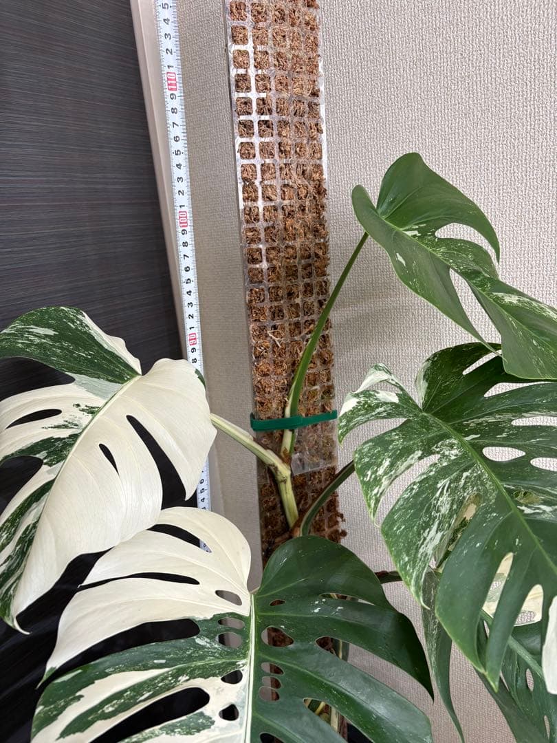 引き取り限定！大株　モンステラ　ボルシギアナ　ホワイトタイガー　斑入り