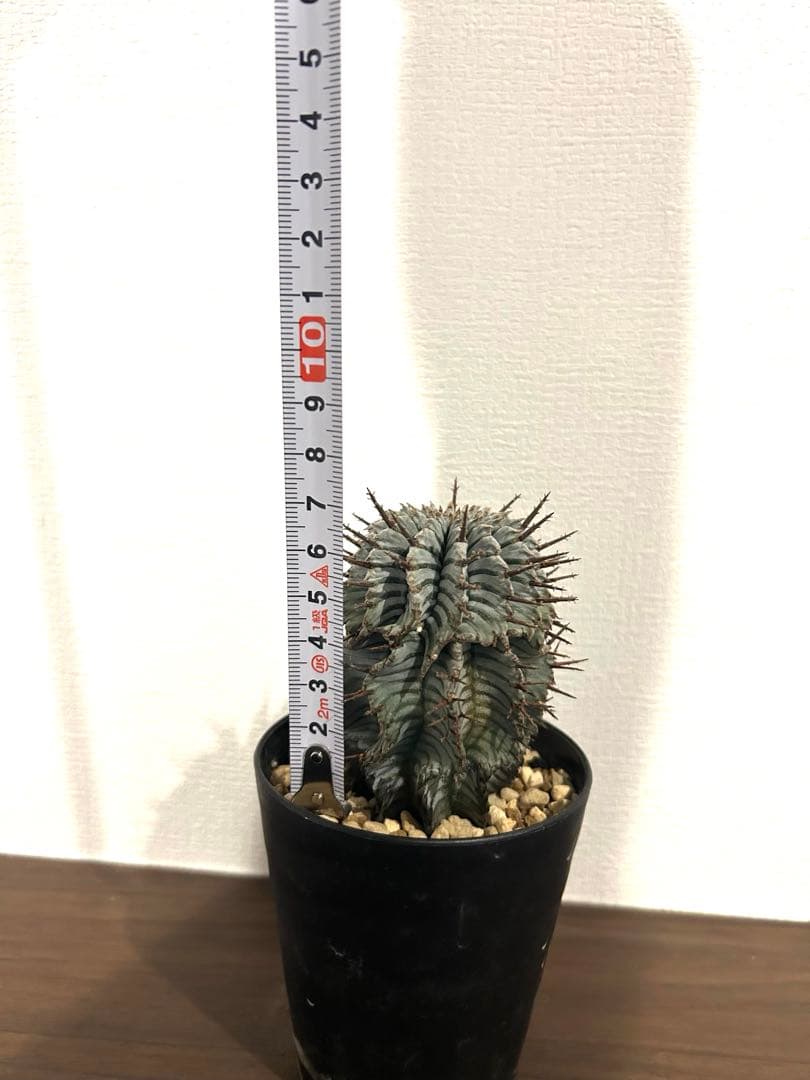 ユーフォルビア　ホリダ　ゼブラ　②