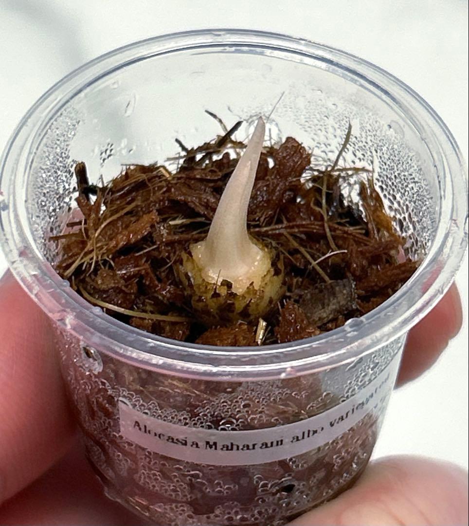 【芋発根済】アロカシア　マハラニ　斑入り