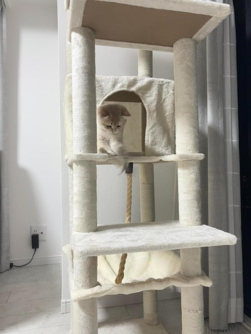 CozyMeow キャットタワー スリム 据え置き ハンモック キャットハウスp