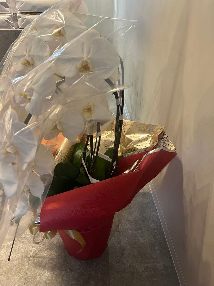 愛ふわふわ　白い胡蝶蘭　ラッピング付き　110センチ　北海道、沖縄発送不可