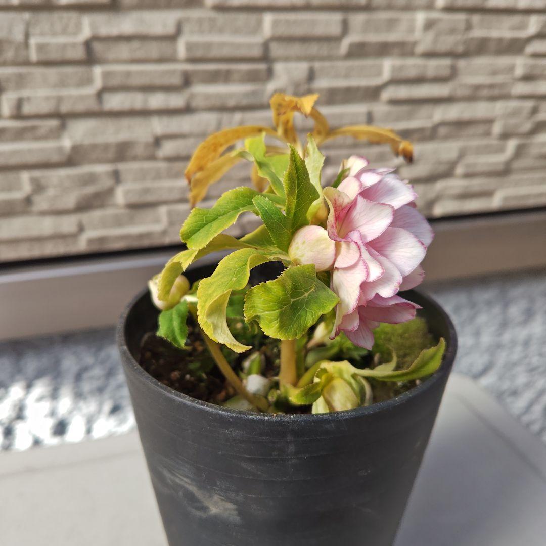 クリスマスローズ 広瀬園芸 ddピンクぼかしオーレア