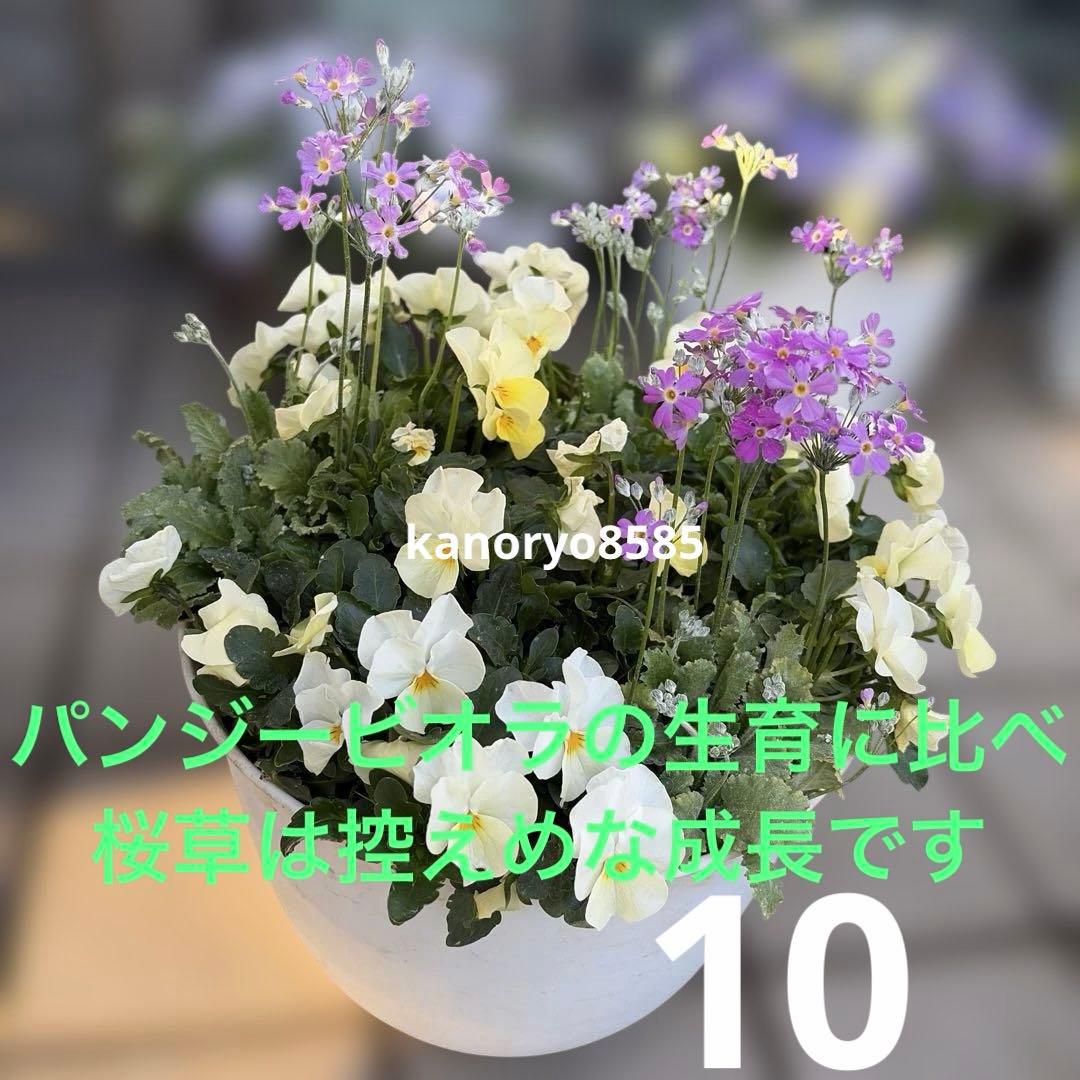 いちご　プランター苗　1〜23