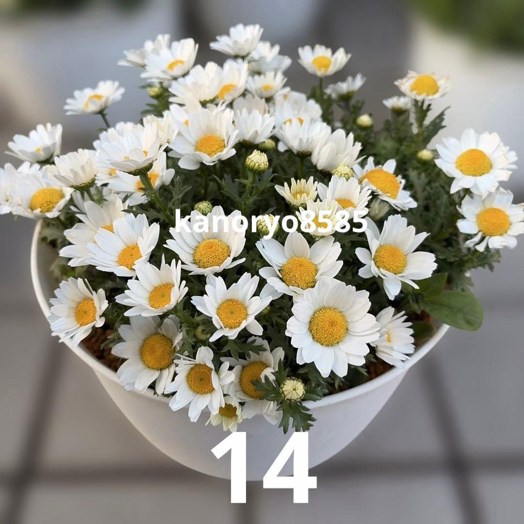 いちご　プランター苗　1〜23