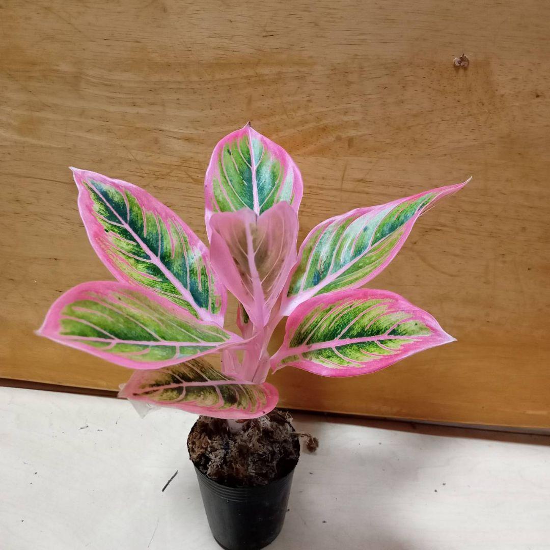 アグラオネマ　ロータス　デライト　観葉植物