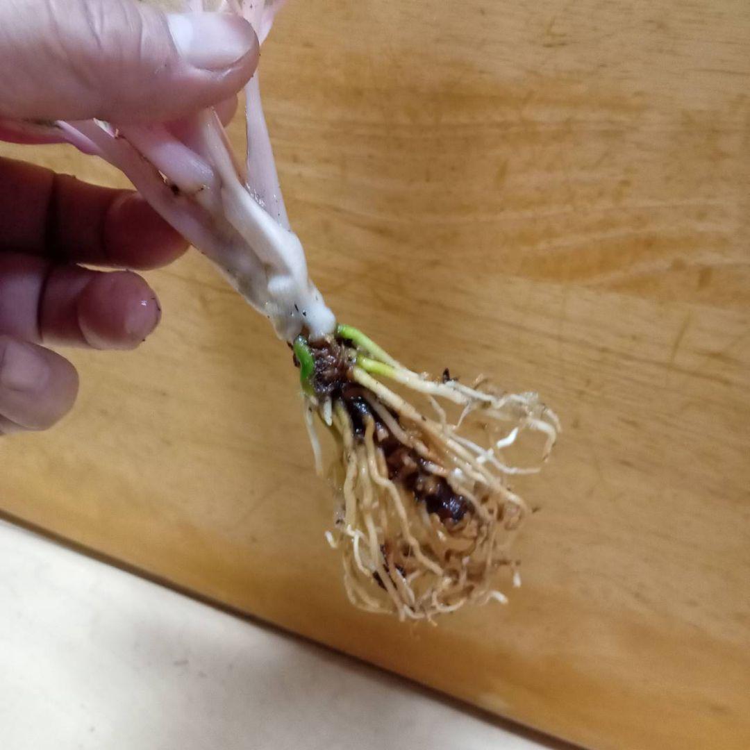 アグラオネマ　ロータス　デライト　観葉植物