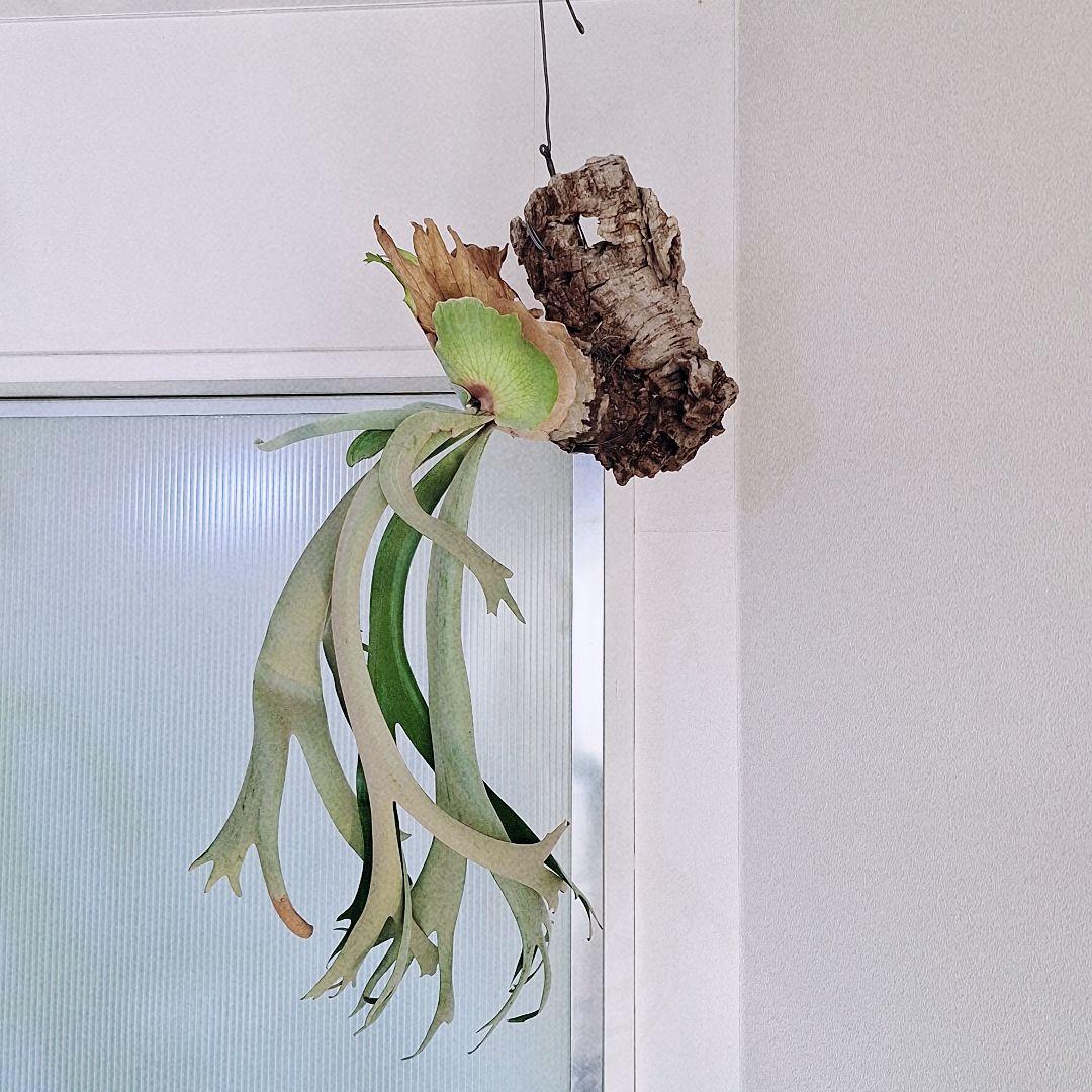 ビカクシダ　ウィリンキー　バリ　コルク付け　ワイルド由来　Willinckii