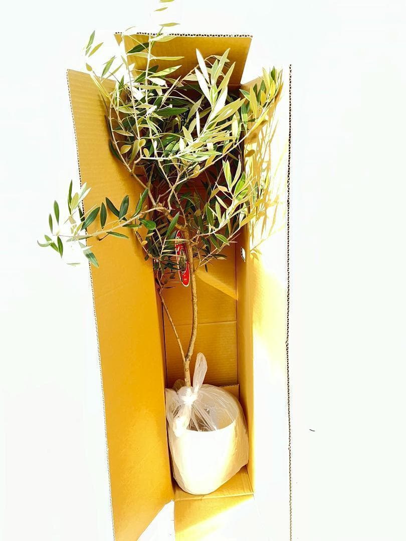 オリーブの木　ホジブランコ　13号　約140cm　NO.1830　古木 人気品種