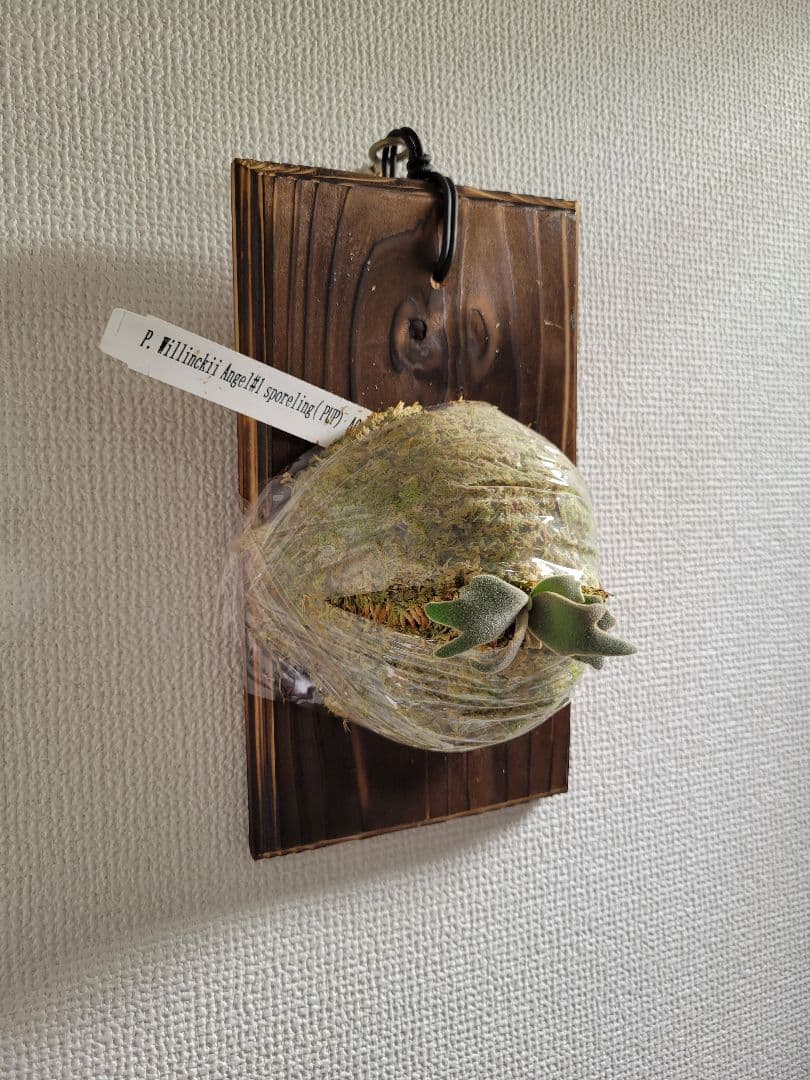 ビカクシダ Platycerium willinckii Angel #1 spored