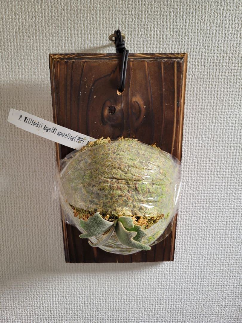 ビカクシダ Platycerium willinckii Angel #1 spored