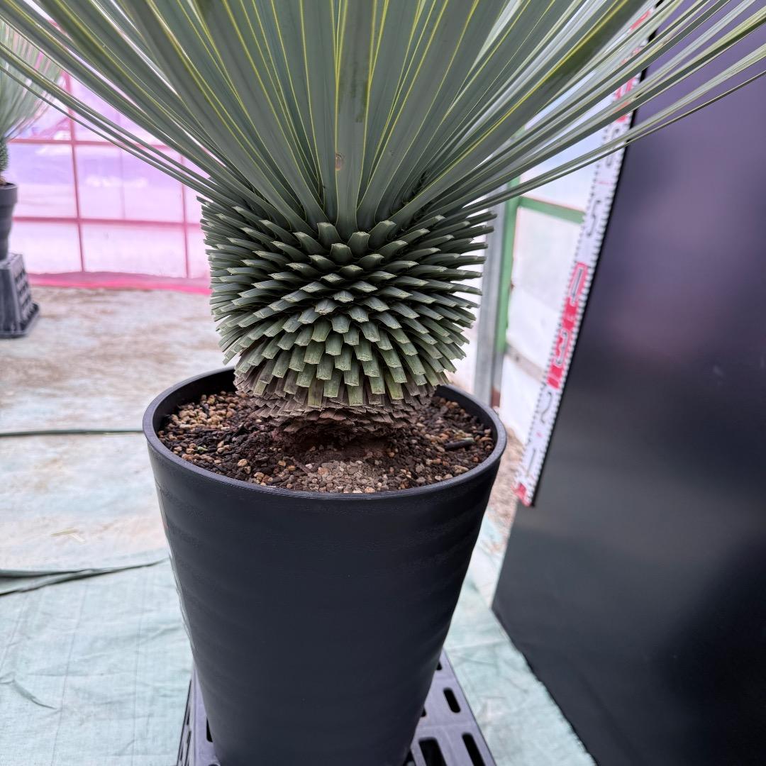 【AL1017】ユッカ　ロストラータ