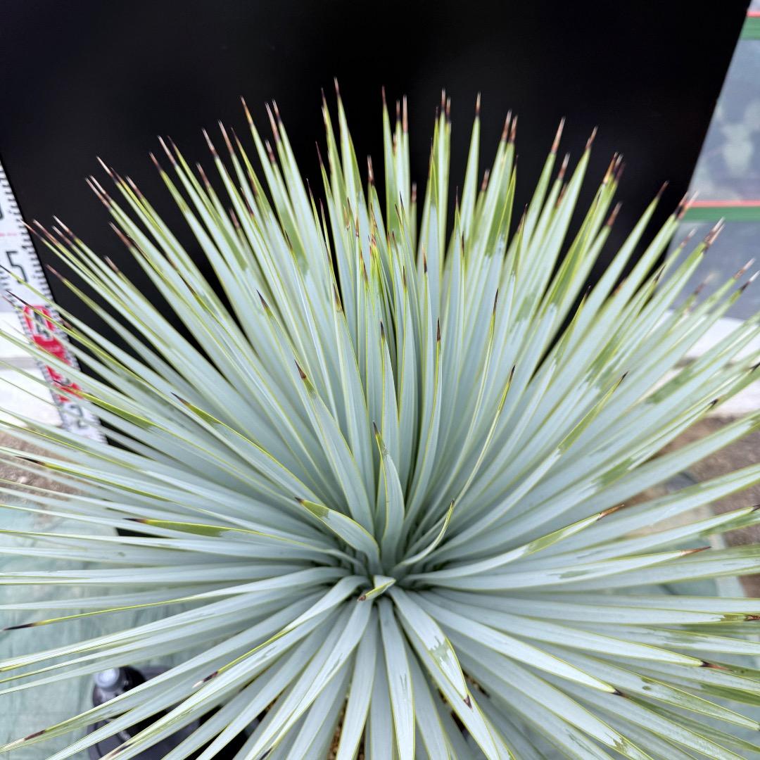 【AL1017】ユッカ　ロストラータ