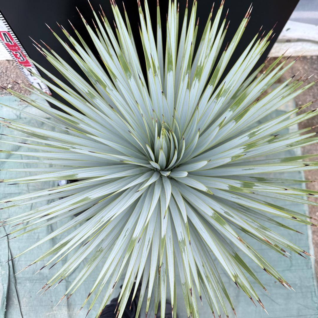 【AL1017】ユッカ　ロストラータ