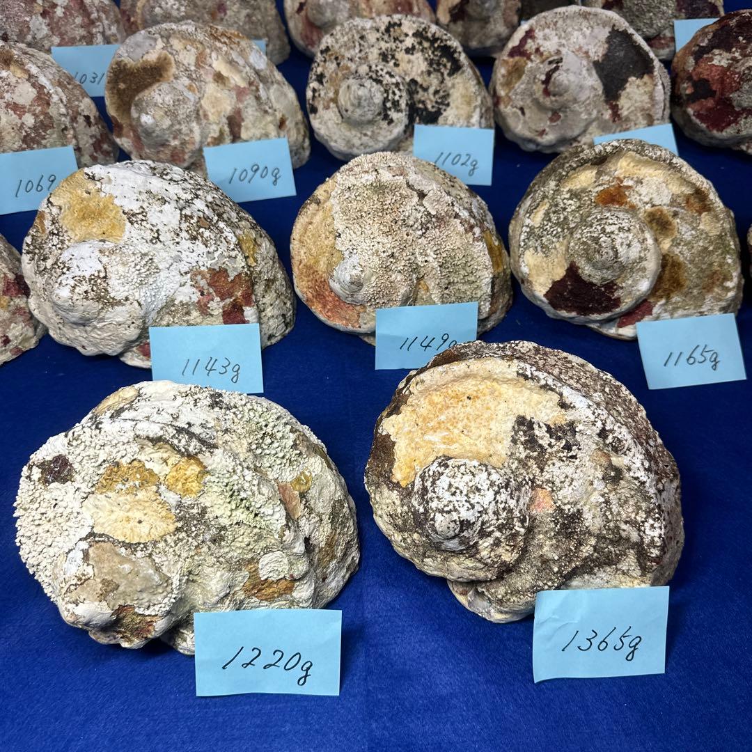 大型夜光貝　ヤコウ貝　まとめ売り　17個　19kg アクセサリー　ルアー