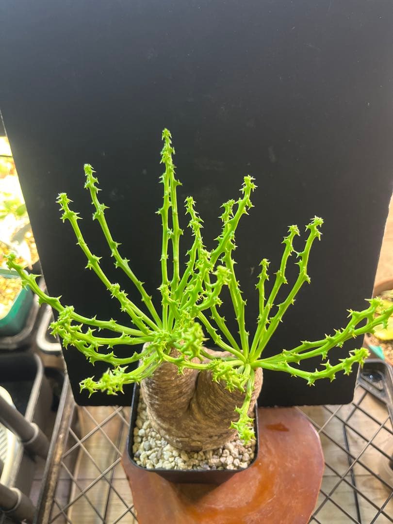 ユーフォルビア　デシドゥア　2頭