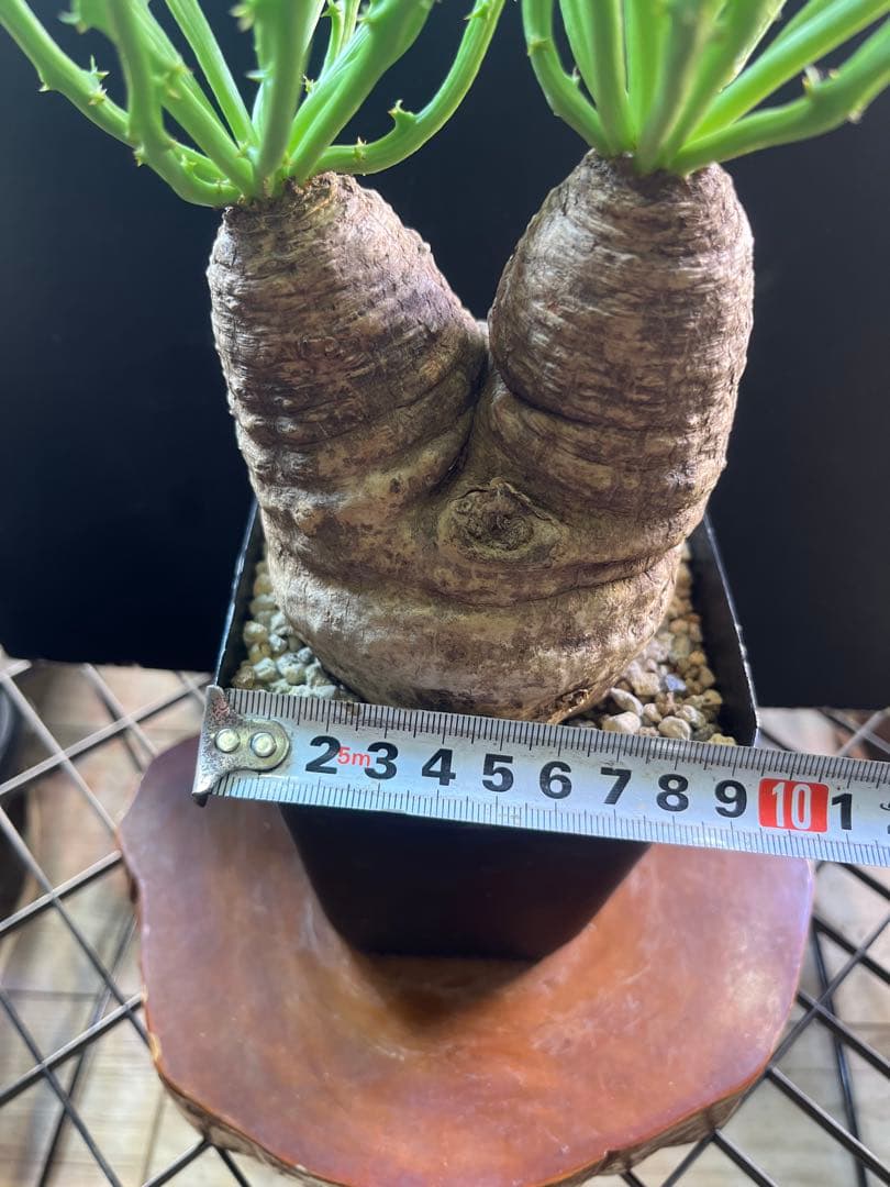 ユーフォルビア　デシドゥア　2頭