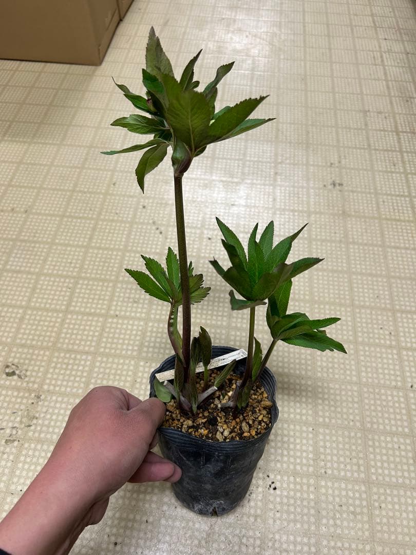 ホワイトレッドストライプ交配 加藤農園クリスマスローズ同梱可能