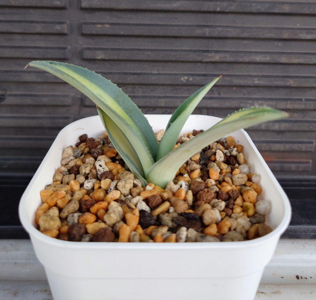 アガベ　ウェベリー黄中斑　ウェベリー中斑