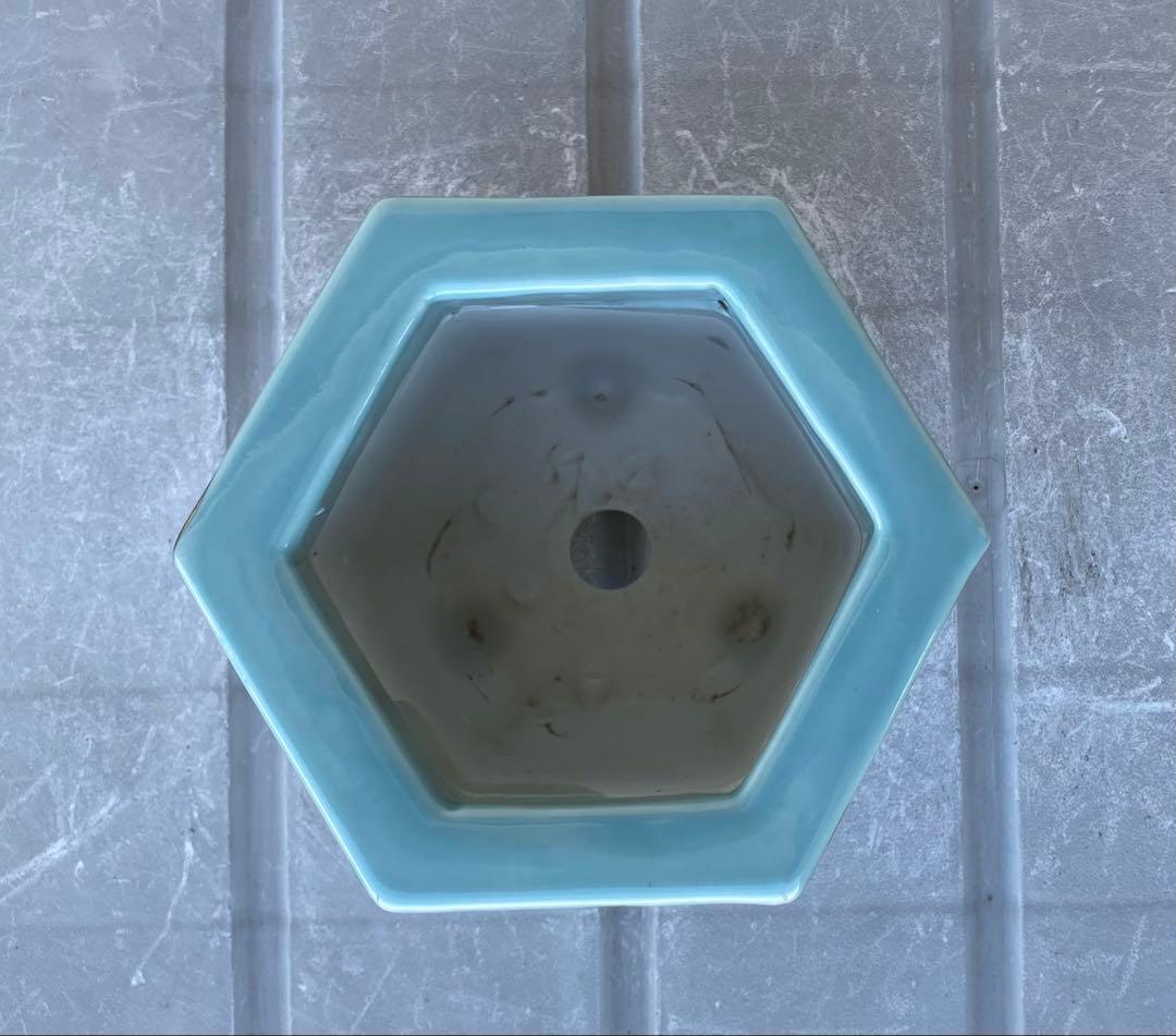 尾張焼 瀬戸焼 青磁 金彩 六角 盆栽鉢 盆栽 植木鉢