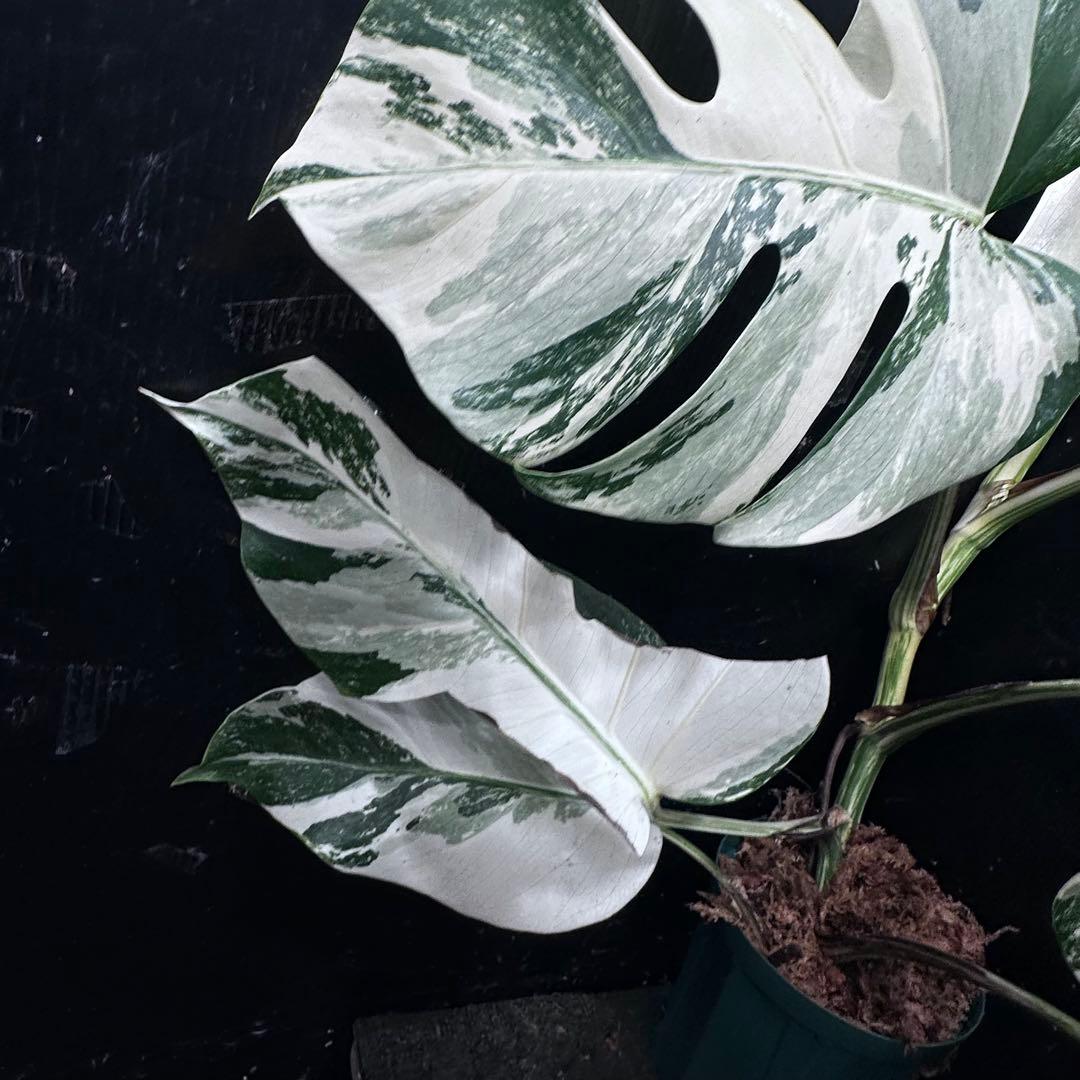 ビ*ズ様 斑入りモンステラ ホワイトタイガー極美大株65cm白斑多