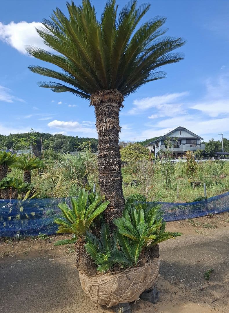 ソテツ　蘇鉄　－－ ヤシ　ココス　サバル　ドライガーデン －－