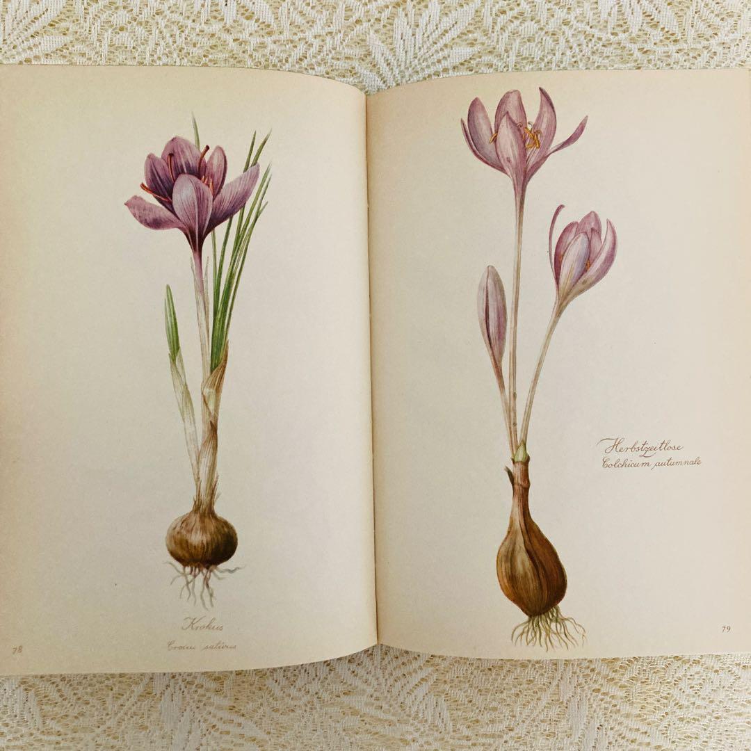 希少　ヴィンテージ植物図鑑2巻セット　繊細で美しい植物画300点　洋書・古書
