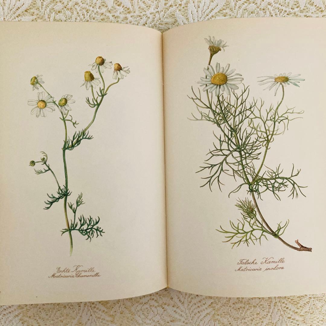 希少　ヴィンテージ植物図鑑2巻セット　繊細で美しい植物画300点　洋書・古書