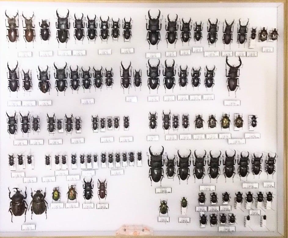 村山輝記採集・製作クワガタ標本 2019年 No.184