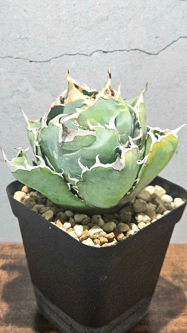 アガベ 人気品種5株セット 白鯨 ハデス 魔丸 阿修羅 シーザー