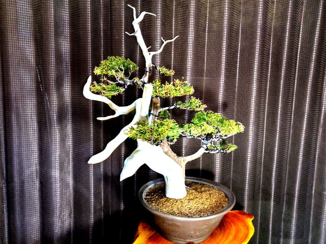 【中品 創作 黄金真柏盆栽】⭕TANUKI創り…お買得❗