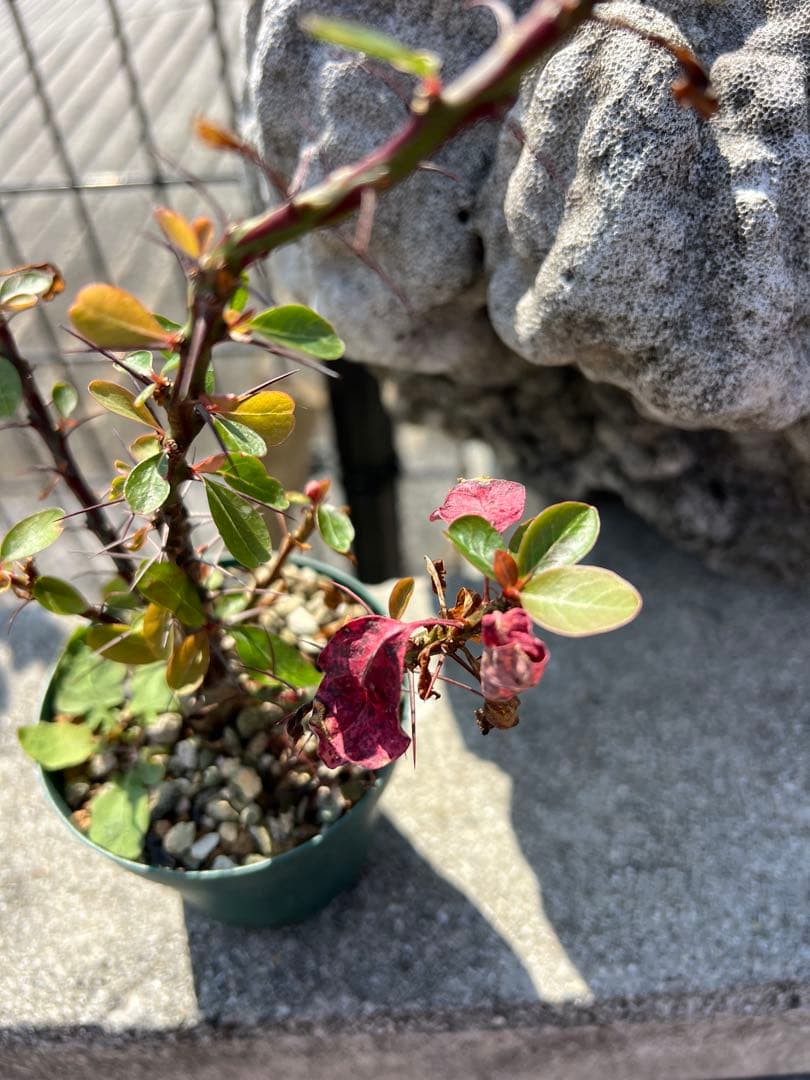 フォークイエリアファシクラータ　2025年産　沖縄実生株