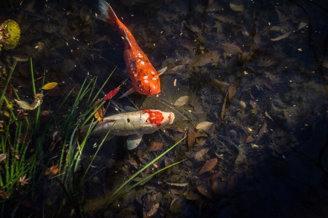 分解清掃済 Helios-44M-4 58mm f2 ぐるぐるボケ 4